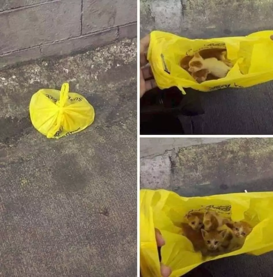 Salvataggio gattini in un sacchetto di plastica