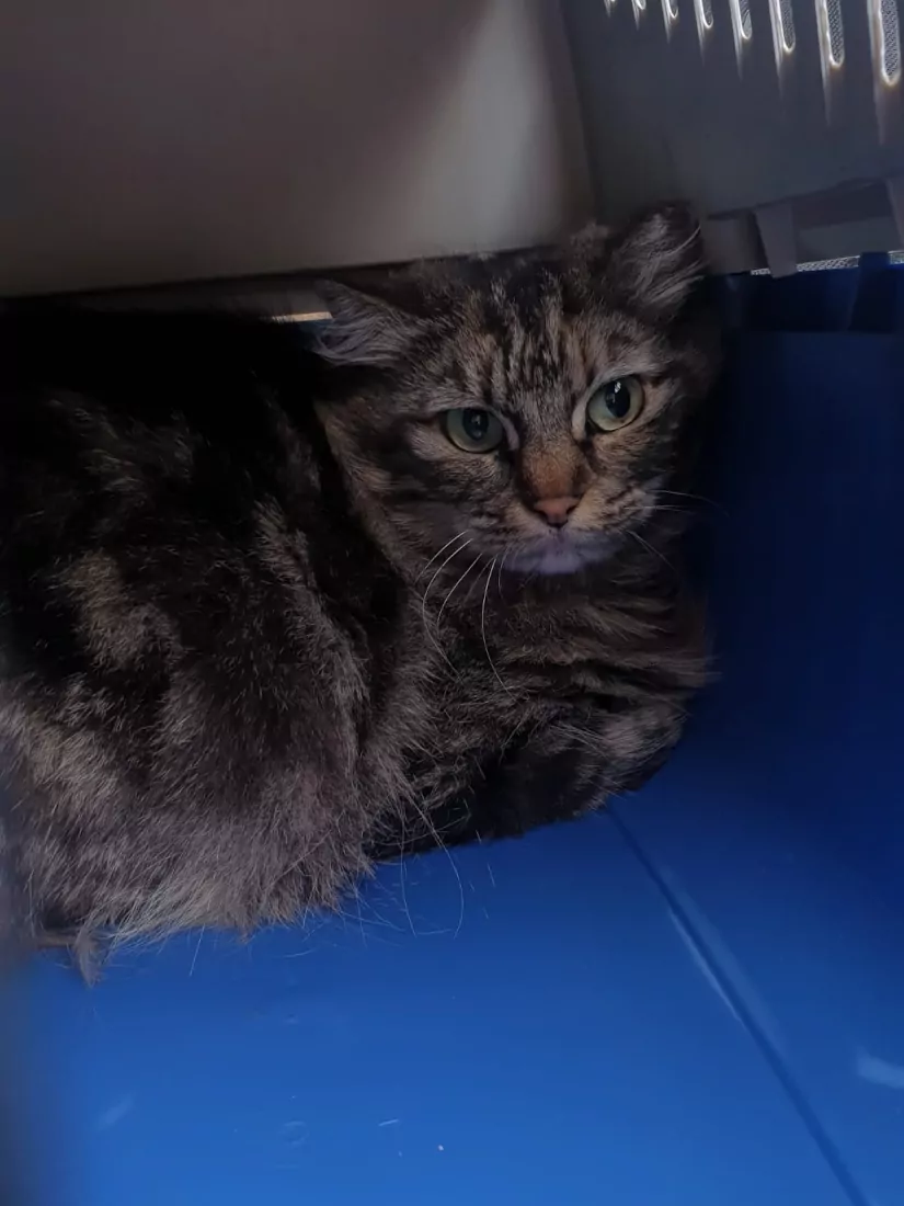Salvataggio gatto randagio